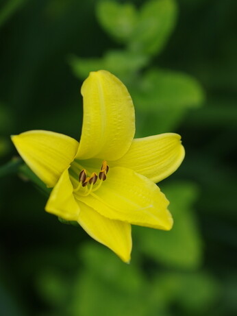 Hemerocallis (day lily) Hemerocallis (day lily)
