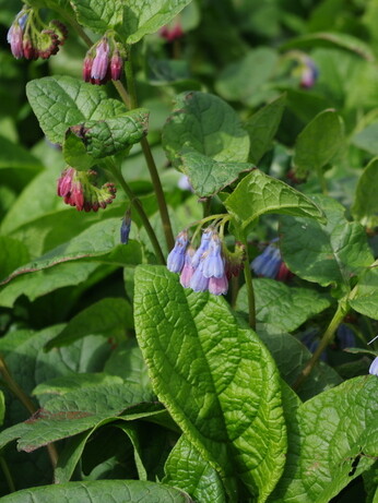 Springtime shade plants Springtime shade plants