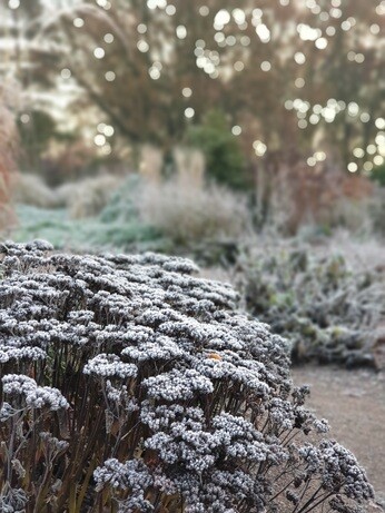 Structure in the winter garden Structure in the winter garden