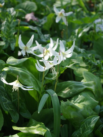 Springtime shade plants Springtime shade plants