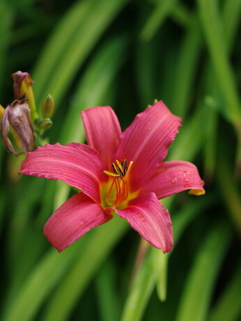 Hemerocallis (day lily) Hemerocallis (day lily)