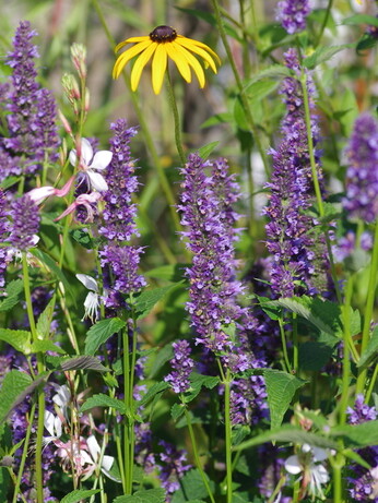 Achillea- How to Grow and Care for Achillea- How to Grow and Care for