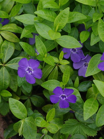 Springtime shade plants Springtime shade plants