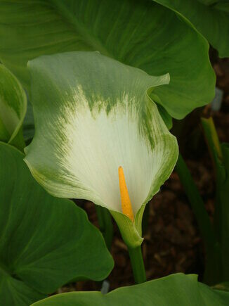 Marginal Maintenance Marginal Maintenance