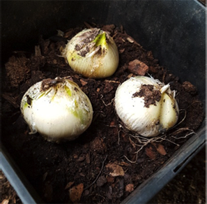 Potted dwarf bulbs and why we prefer to plant bulbs in the spring Potted dwarf bulbs and why we prefer to plant bulbs in the spring