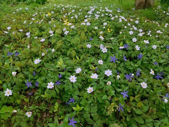 Springtime shade plants Springtime shade plants