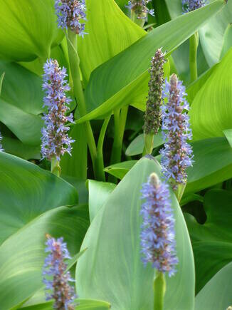 Marginal Maintenance Marginal Maintenance