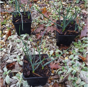 Potted dwarf bulbs and why we prefer to plant bulbs in the spring Potted dwarf bulbs and why we prefer to plant bulbs in the spring