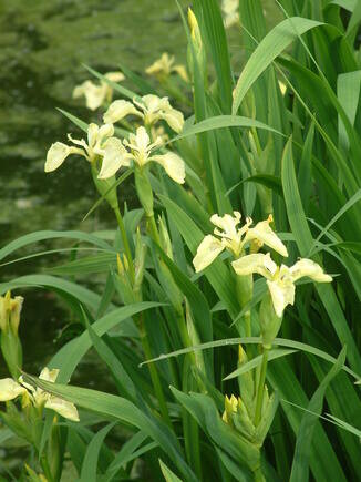 Marginal Maintenance Marginal Maintenance