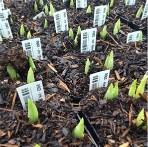 Potted dwarf bulbs and why we prefer to plant bulbs in the spring Potted dwarf bulbs and why we prefer to plant bulbs in the spring
