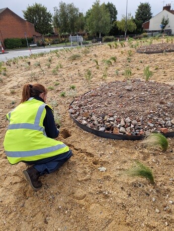 Planting on the Albert roundabout