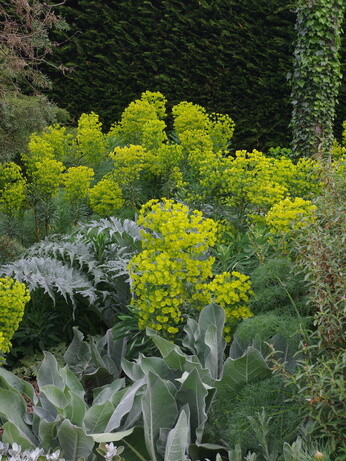 How to grow euphorbia (spurge)