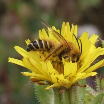 Wildlife at the heart of the City: the Beth Chatto Meanwhile Garden Wildlife at the heart of the City: the Beth Chatto Meanwhile Garden