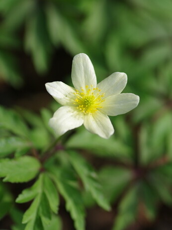 How to grow dwarf anemones