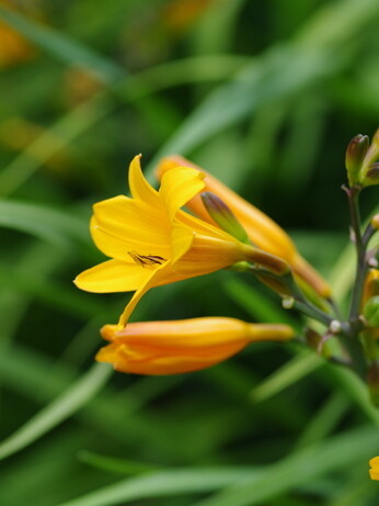 Hemerocallis (day lily)