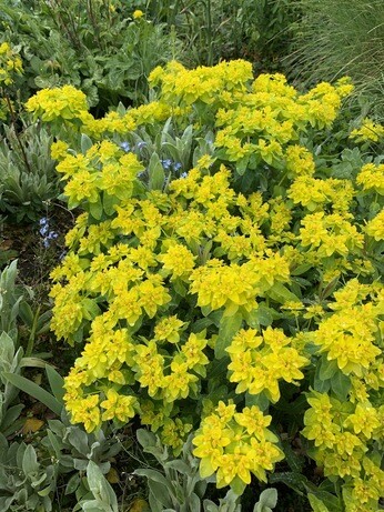 How to grow euphorbia (spurge)