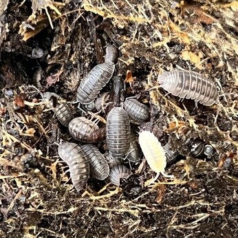 Wild Words from the Ground - December/January Wild Words from the Ground - December/January