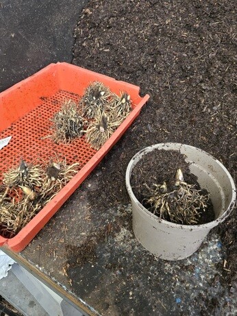 Weekly catch up with garden & propagation Weekly catch up with garden & propagation