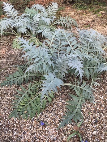 Easy evergreens for winter interest