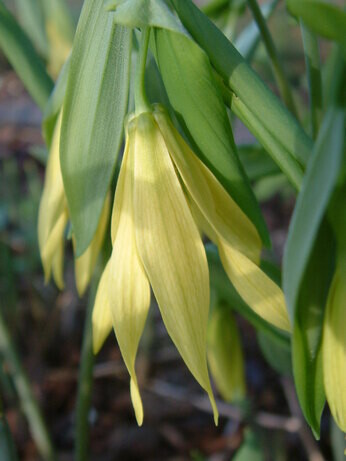 Top 10 unusual plants for a shady area