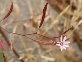 Wildlife at the heart of the City: the Beth Chatto Meanwhile Garden Wildlife at the heart of the City: the Beth Chatto Meanwhile Garden