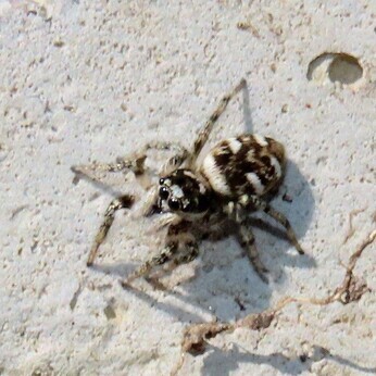 Wildlife at the heart of the City: the Beth Chatto Meanwhile Garden Wildlife at the heart of the City: the Beth Chatto Meanwhile Garden