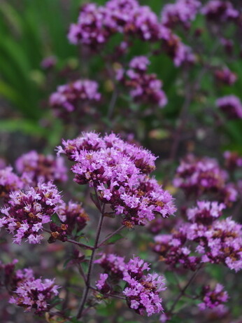 Origanum- the perfect Gravel Garden plant