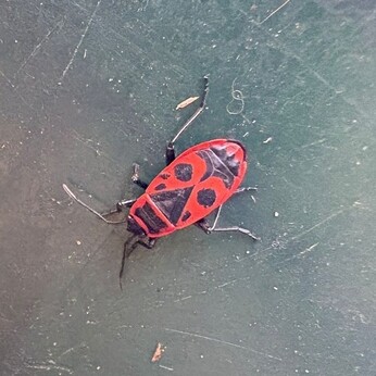 Wild Words from the Ground - December/January Wild Words from the Ground - December/January