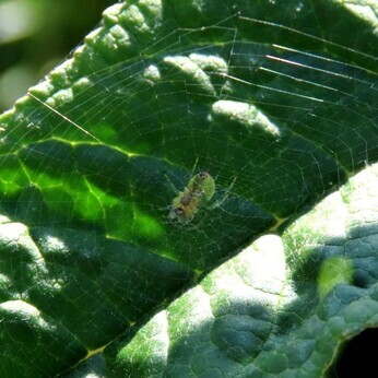 Wildlife at the heart of the City: the Beth Chatto Meanwhile Garden Wildlife at the heart of the City: the Beth Chatto Meanwhile Garden