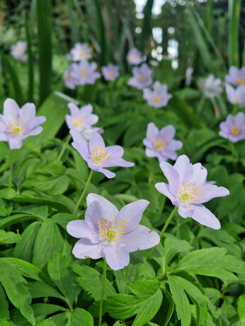 How to grow dwarf anemones