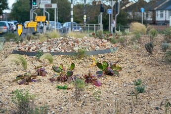 Planting on the Albert roundabout