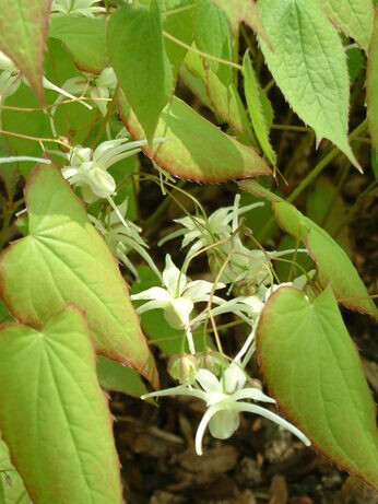 How to grow epimedium 