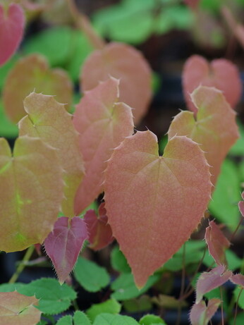 How to grow epimedium 