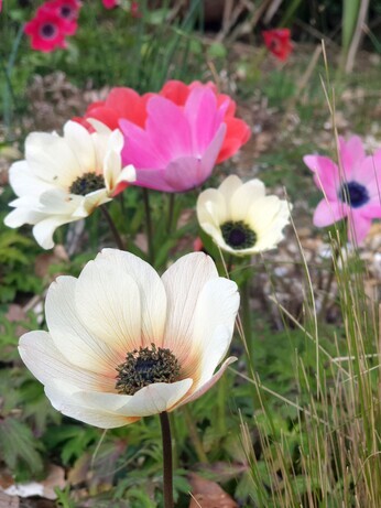 How to grow dwarf anemones