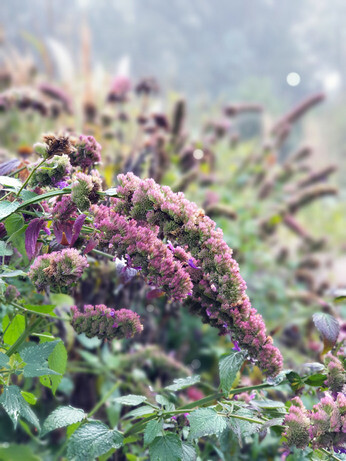 Favourite winter seedheads for wildlife