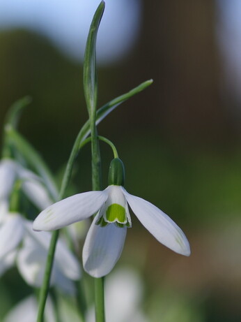 Potted dwarf bulbs and why we prefer to plant bulbs in the spring