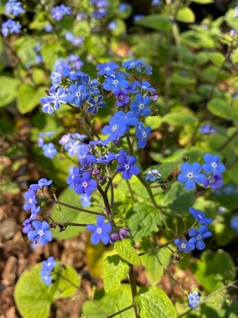 How to grow brunnera