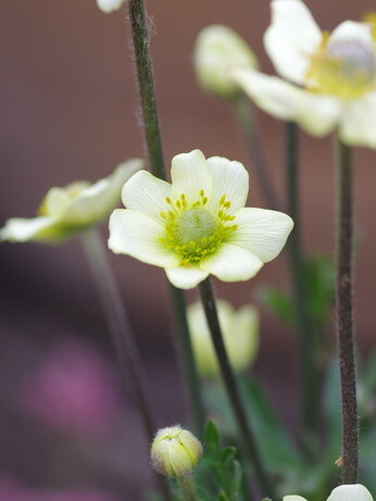 How to grow dwarf anemones