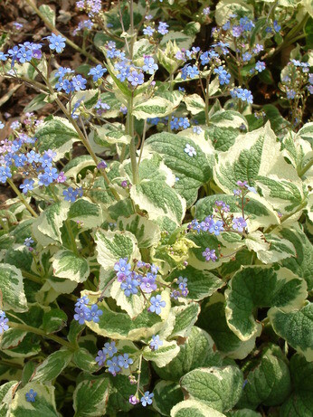 How to grow brunnera