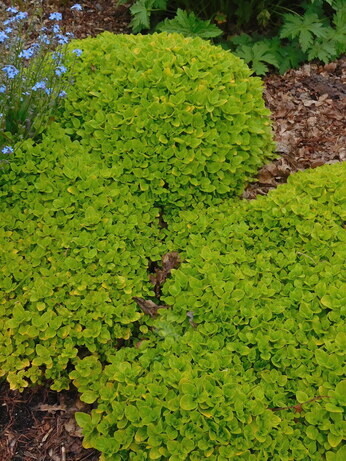 Origanum- the perfect Gravel Garden plant