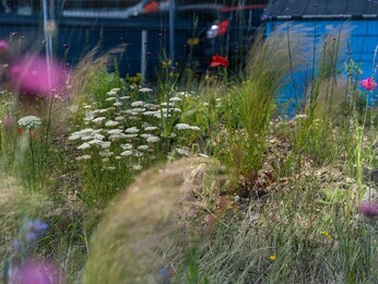 Colchester's Meanwhile Garden