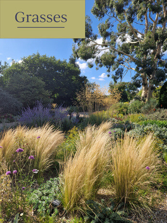 Achillea- How to Grow and Care for