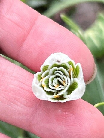 Weekly catch up with garden & propagation Weekly catch up with garden & propagation