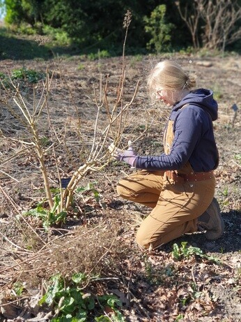 Weekly catch up with gardens & propagation