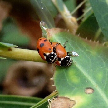 Wildlife at the heart of the City: the Beth Chatto Meanwhile Garden Wildlife at the heart of the City: the Beth Chatto Meanwhile Garden