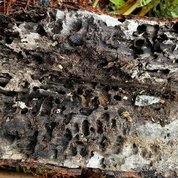 Wild Words from the Ground - December/January Wild Words from the Ground - December/January