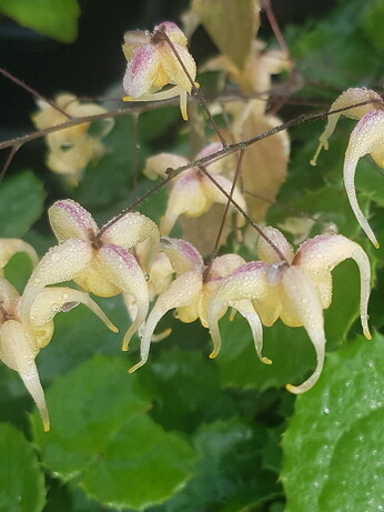 How to grow epimedium 