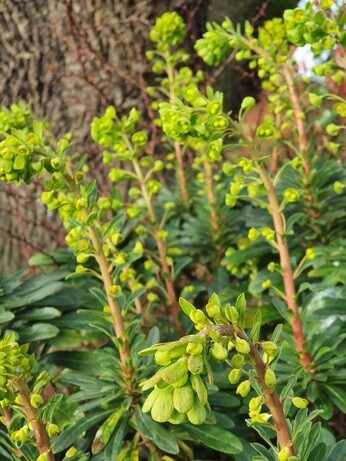 How to grow euphorbia (spurge)