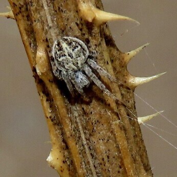 Wildlife at the heart of the City: the Beth Chatto Meanwhile Garden Wildlife at the heart of the City: the Beth Chatto Meanwhile Garden