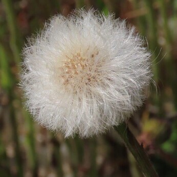 Wildlife at the heart of the City: the Beth Chatto Meanwhile Garden Wildlife at the heart of the City: the Beth Chatto Meanwhile Garden